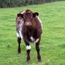 Heifer Image 2