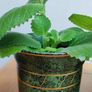 2 Plants Cuban Oregano Image 3