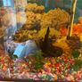 Fish tank / Aquarium with 5 fishes Image 5
