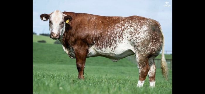 Show cattle - In Calf and Maiden Heifer sale