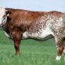 Elphin Mart- In Calf and Maiden Heifer sale Image 5