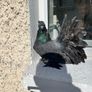 pigeons Image 4