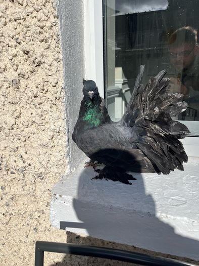 pigeons