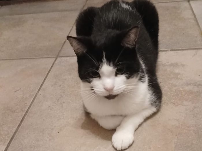 Lovely cat