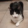 Lovely cat Image 5