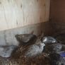 Japanese quail hatching eggs Image 3