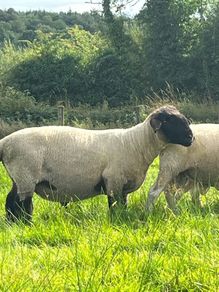PB Suffolk ram