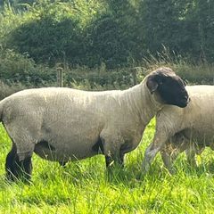 PB Suffolk ram
