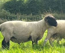 PB Suffolk ram