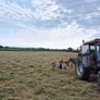 Square bales of hay Image 9
