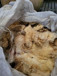 Sheeps wool