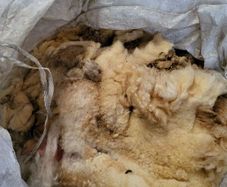Sheeps wool