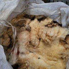 Sheeps wool