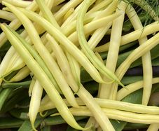 (B) Dwarf French Beans ORINOCO seeds 10g (40s) (125364)