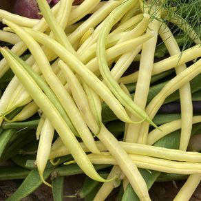 (B) Dwarf French Beans ORINOCO seeds 10g (40s) (125364)