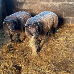 Super pedigree 5 star rams for sale