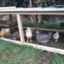chicken hatching eggs Image 6