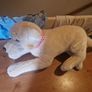 Large plush toys for sale Image 5