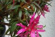 Mini rhododendron
