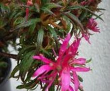 Mini rhododendron