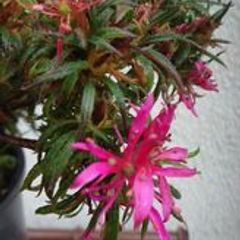 Mini rhododendron