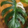 Monstera Albo Borsigiana #50 mature variegated plant Image 8