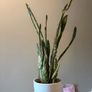 cacti Image 3