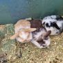 rabbit Image 3