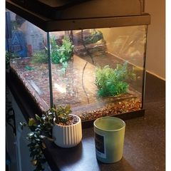 fish tank