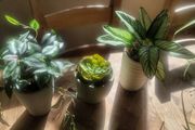 Artificial Plants in Ceramic Pots x3