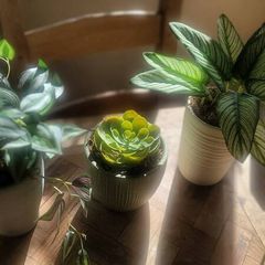 Artificial Plants in Ceramic Pots x3