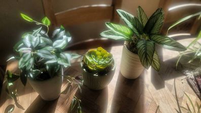 Artificial Plants in Ceramic Pots x3