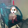 Bicycle cart for kids/pets Image 2