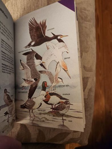 Whizz Kids. Birdwatching First Edition Vintage 1979 Paperback In Good Condition. 36.