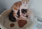 Kittens