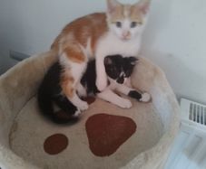 Kittens