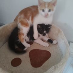 Kittens