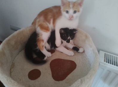 Kittens
