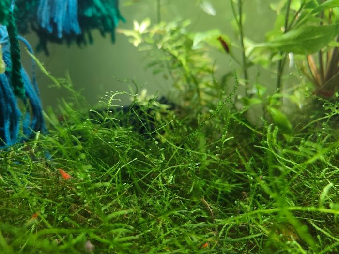 Aquarium moss and plants XXL portions