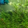 Aquarium moss and plants XXL portions Image 7