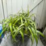 garden plants Image 3