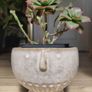 Aeonium haworthii 'Kiwi', bonsai plant in the ceramic pot container Image 5