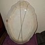 Antique large Burgess & Leigh Trentham serving plate Image 5