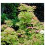 Maple Tree Image 7
