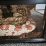 Corn snake perfect health with enclosure Image 4