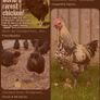 Trios: Ducks, Chickens, Geese Image 4