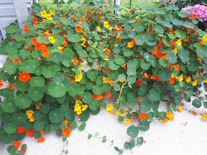 Nasturtium Seeds