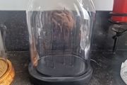 cloche display