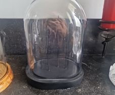 cloche display