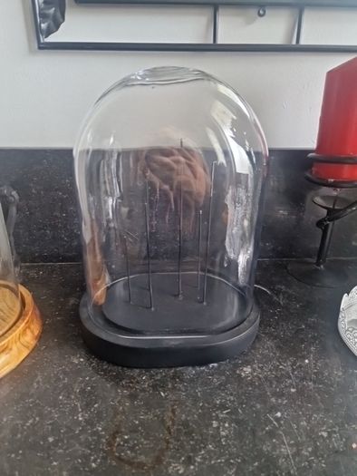 cloche display